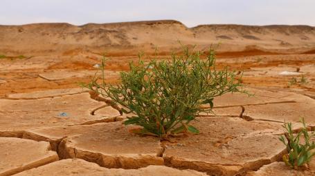 Desert Global Disorder