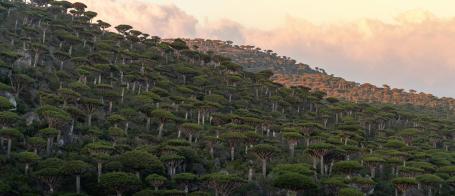 Yemen Image